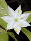 Northern starflower : 1- Flower