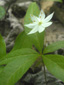 Northern starflower : 2- Flowering plant
