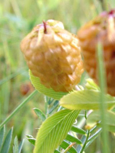Yellow clover (Trifolium aureum) : Fruits