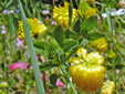 Yellow clover : 2- Flower-heads and leaves