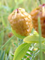 Yellow clover : 3- Fruits
