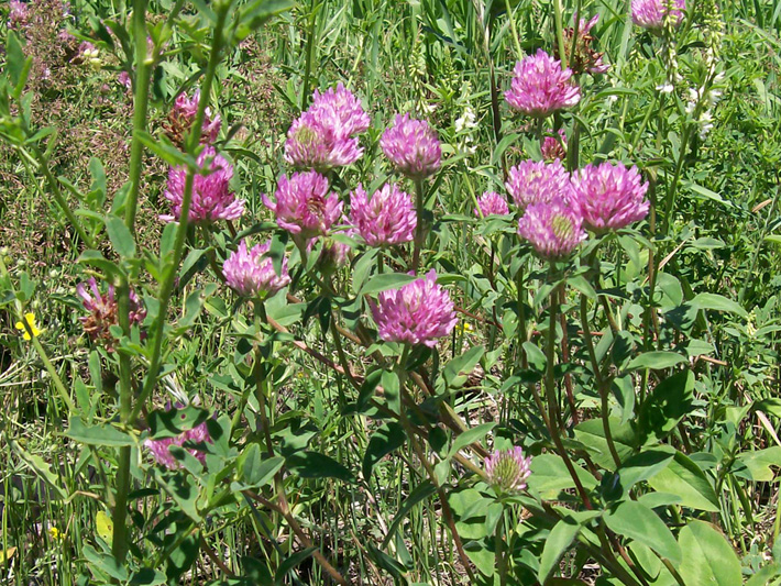 Red Clover (Trifolium pratense) : Flowering plants