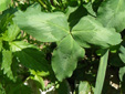 Red Clover : 4- Leaves