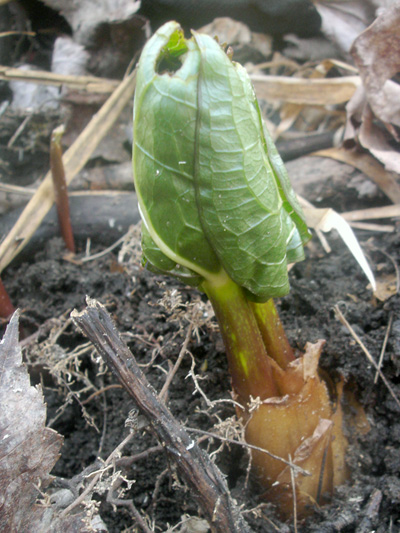 Red trillium (Trillium erectum) : Seedling