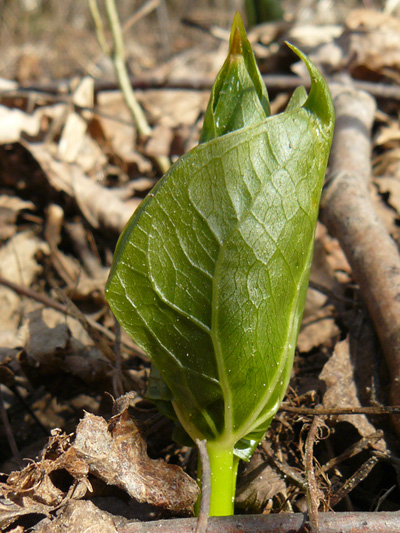 Red trillium (Trillium erectum) : Young plant