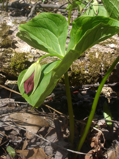 Red trillium (Trillium erectum) : Young flower