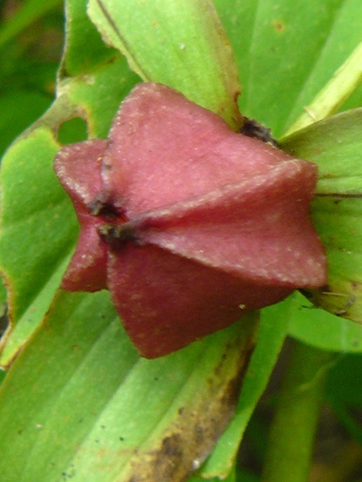 Red trillium (Trillium erectum) : Fruit