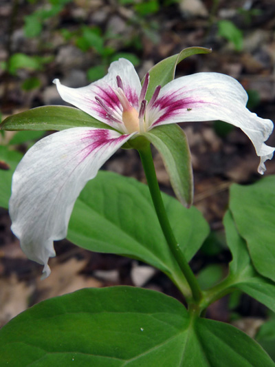 Painted Trillium (Trillium undulatum) : Flower