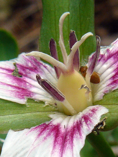 Painted Trillium (Trillium undulatum) : Stamens and pistil (and a bug !)