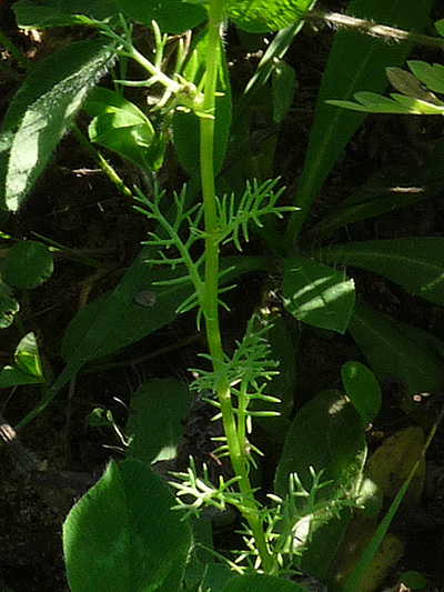 Scentless chamomile (Tripleurospermum inodorum) : Leaves