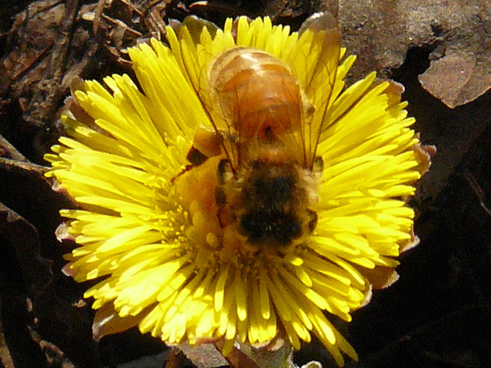 Coltsfoot (Tussilago farfara) : Bee visiting a flower