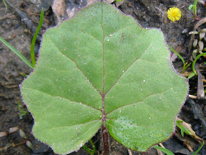 Coltsfoot (Tussilago farfara) : Flower vs leaf size