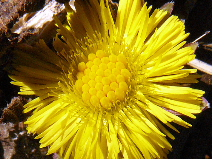 Coltsfoot (Tussilago farfara) : Young flower