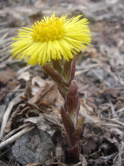 Coltsfoot (Tussilago farfara) : Flowering plant