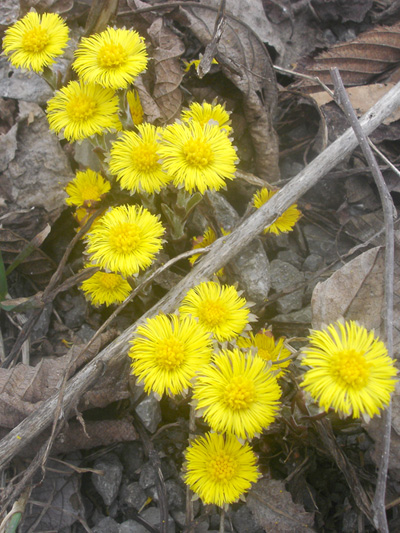 Coltsfoot (Tussilago farfara) : Flowering plants