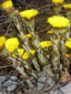Coltsfoot : 4- Opening flowes