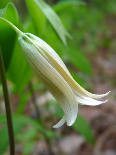 Sessile-leaved bellwort (Uvularia sessilifolia)