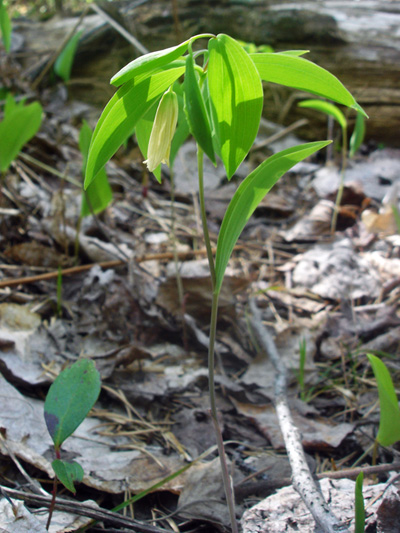 Sessile-leaved bellwort (Uvularia sessilifolia) : Flowering plant