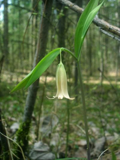 Sessile-leaved bellwort (Uvularia sessilifolia) : Flowering plant
