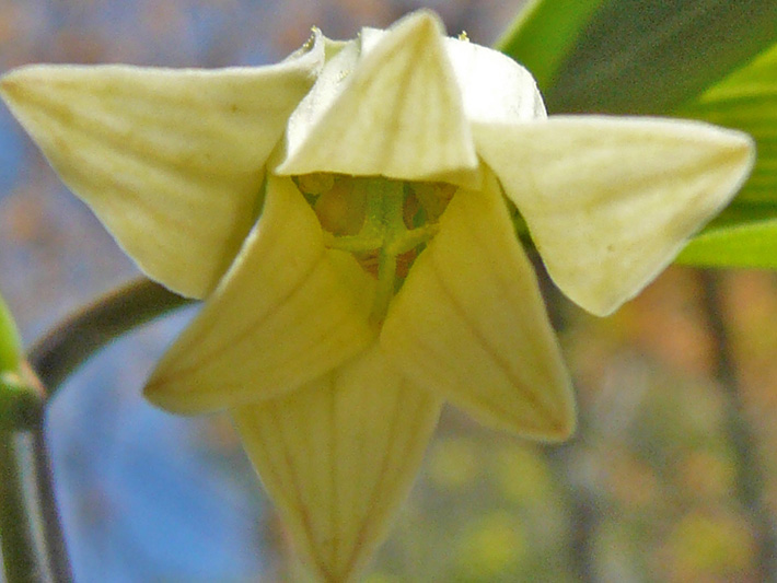 Sessile-leaved bellwort (Uvularia sessilifolia) : Flower seen from underneath