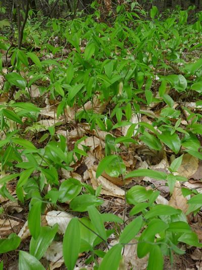Sessile-leaved bellwort (Uvularia sessilifolia) : Colony