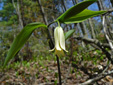 Sessile-leaved bellwort : 6- Flowering plant