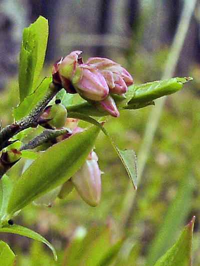 Early lowbush blueberry (Vaccinium angustifolium) : Buds