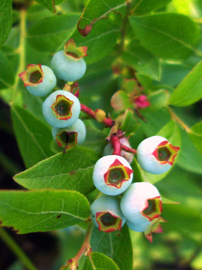 Early lowbush blueberry (Vaccinium angustifolium) : Young fruits