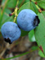Early lowbush blueberry : 10- Ripped fruits