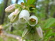 Early lowbush blueberry : 5- Flowers