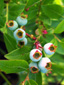 Early lowbush blueberry : 6- Young fruits