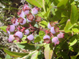 Early lowbush blueberry : 7- Young fruits