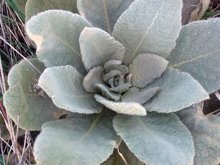Common mullein (Verbascum thapsus) : Leaves rosette (First year)