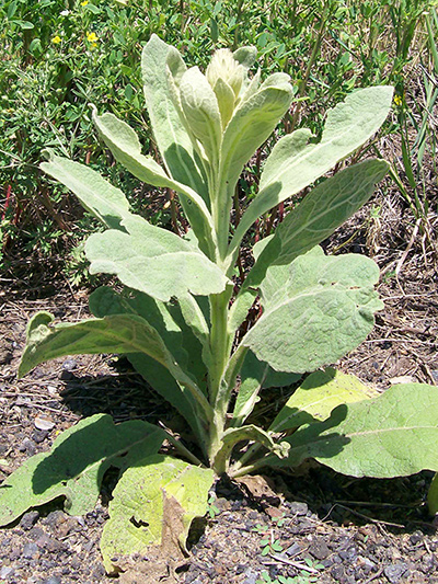 Common mullein (Verbascum thapsus) : Young plant (Second year)
