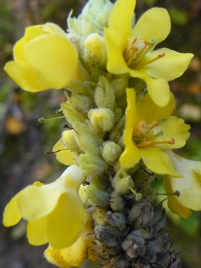 Common mullein (Verbascum thapsus) : Inflorescence
