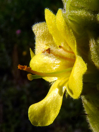 Common mullein (Verbascum thapsus) : Flower