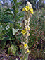 Common mullein : 1- Flowering plant