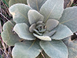 Common mullein : 2- Leaves rosette (First year)