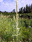 Common mullein : 5- Flowering plant