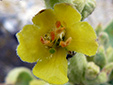 Common mullein : 6- Flower