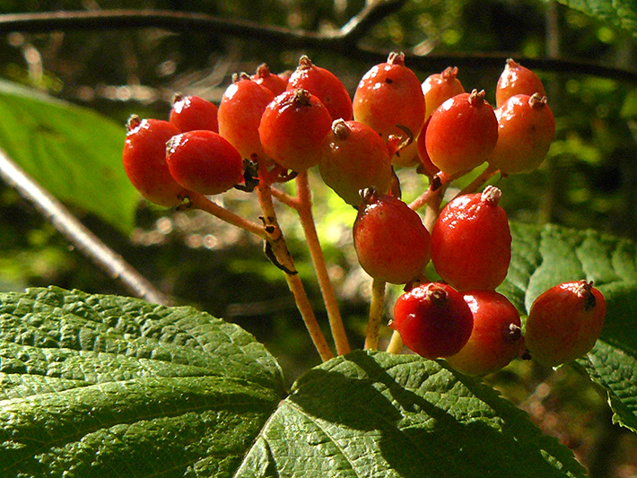 Hobblebush (Viburnum lantanoides) : Fruits