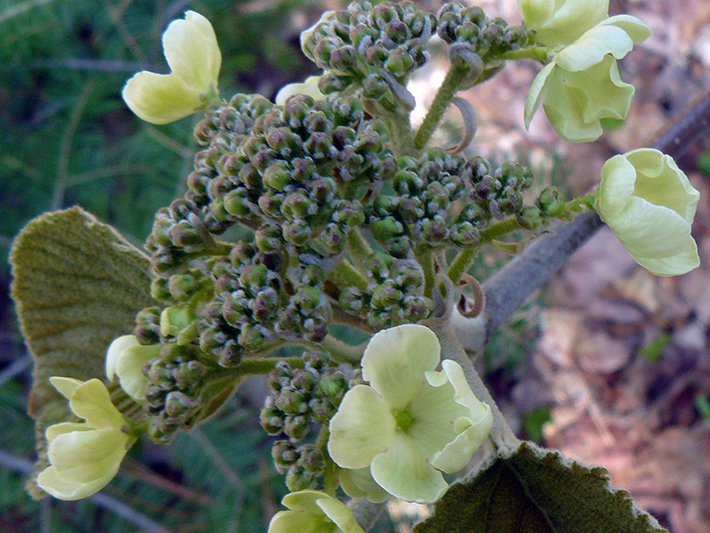 Hobblebush (Viburnum lantanoides) : Young sterile flowers