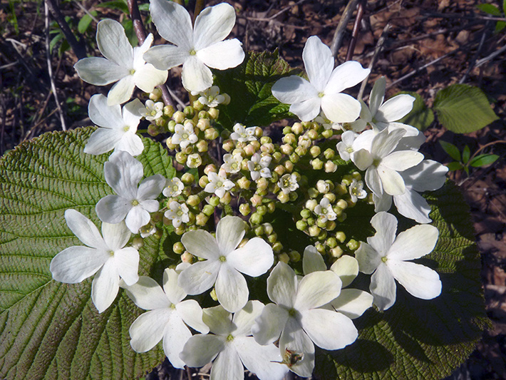 Hobblebush (Viburnum lantanoides) : Sterile flowers sterile and fertile flowers that open