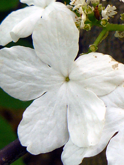 Hobblebush (Viburnum lantanoides) : Sterile flower
