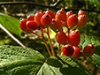 Hobblebush : 10- Fruits