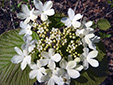 Hobblebush : 5- Sterile flowers sterile and fertile flowers that open