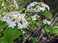 Hobblebush : 8- Flowering plant (shrub)