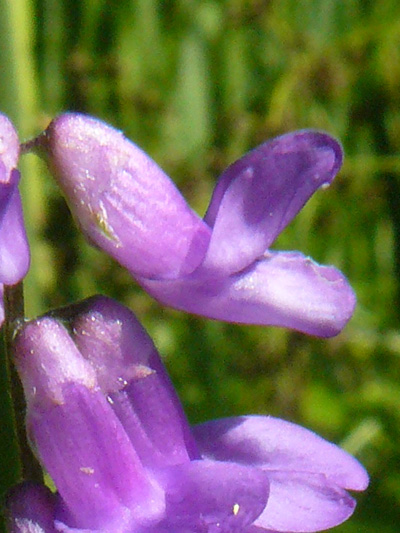 Tufted vetch (Vicia cracca) : Flower