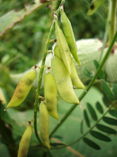 Tufted vetch (Vicia cracca) : Fruits