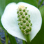 Calla des marais